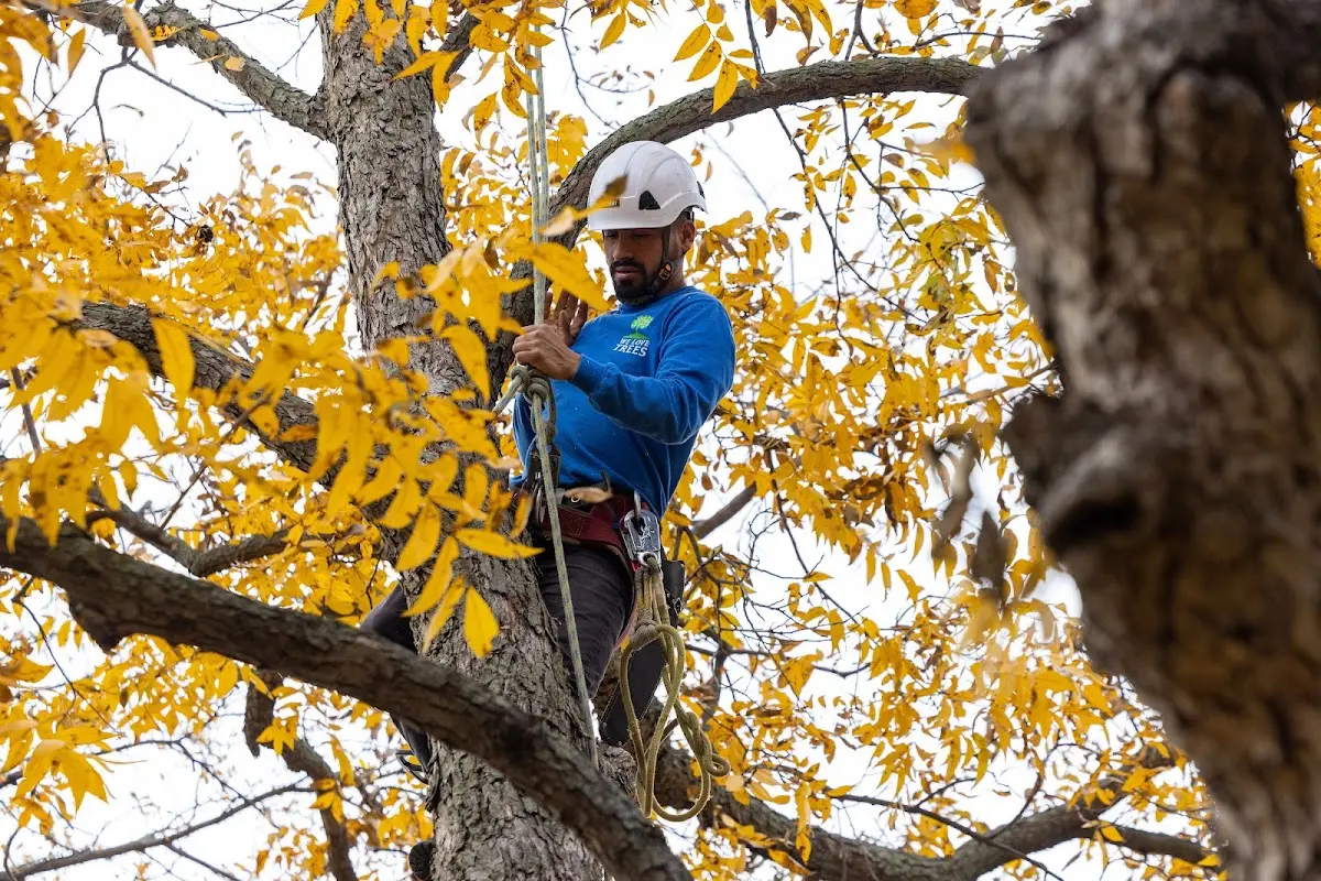 Skilled Tree Transplanting crew working in Wyoming
